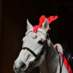 DSC 4576 -