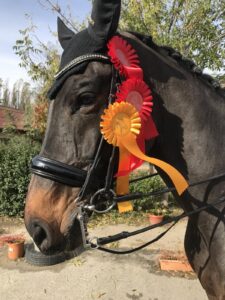 campion national dresaj 5 -